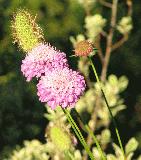 Unidentified_flowers