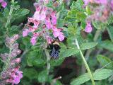 feeding_the_bumblebees