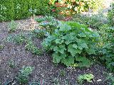 garden_patch_1