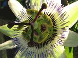 passion_flower_close