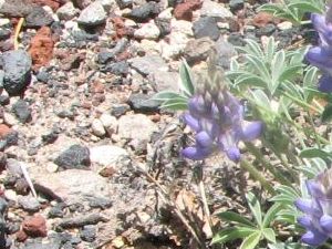 Roadside purple flowers