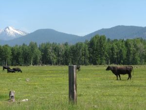 Highland ranching. Moo.