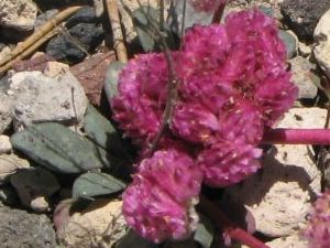 Roadside pink-stalked plant