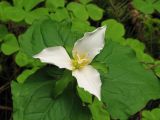 Trillium_low_Fstop_1600