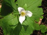 trillium_pic_decent