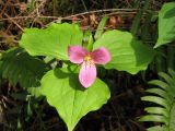 trillium_pic_decent_fucshia_1600