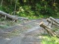 Tree crosses road. Road wins.