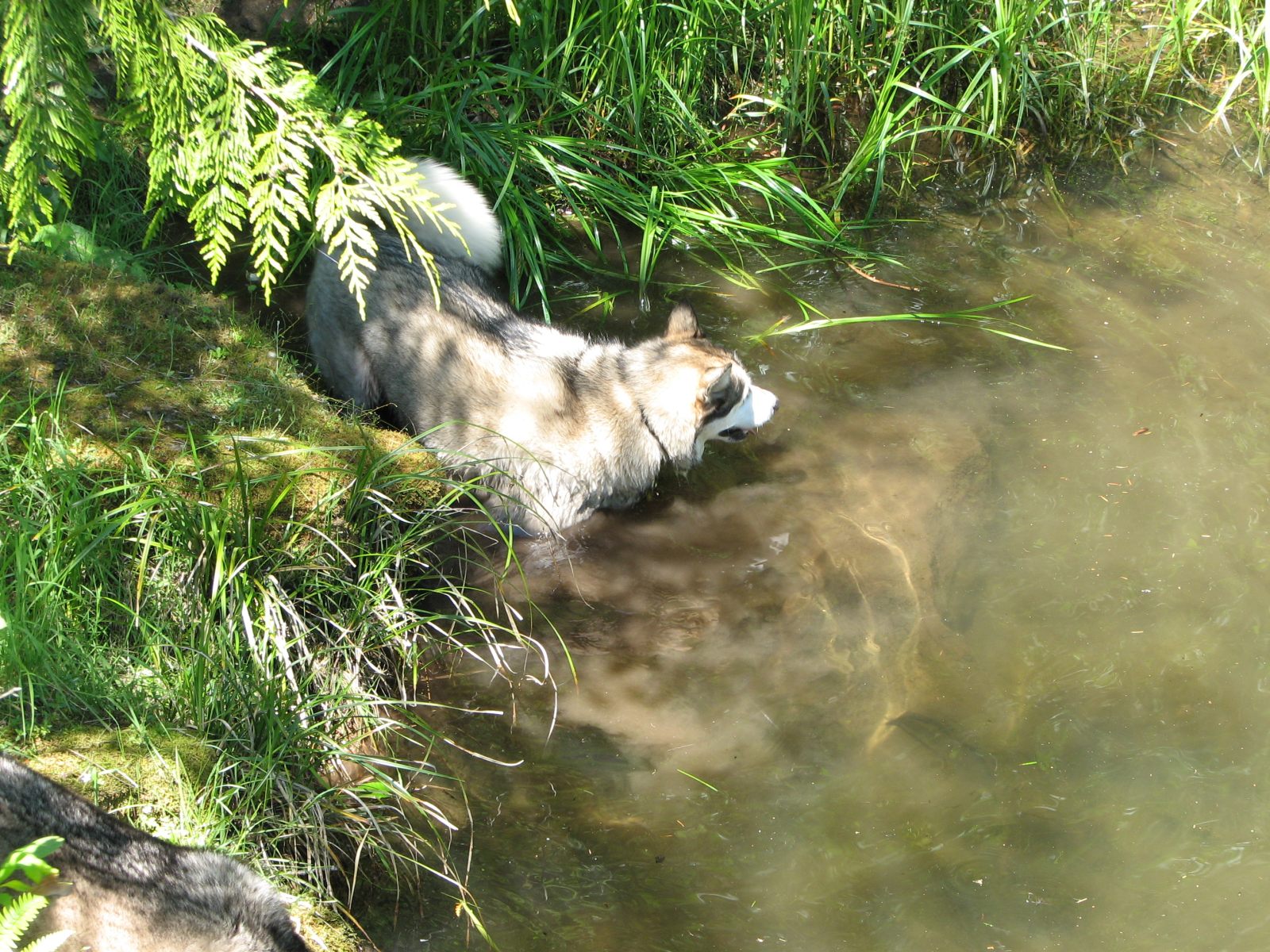 05_Rory_cools_off_at_a_wayside_park