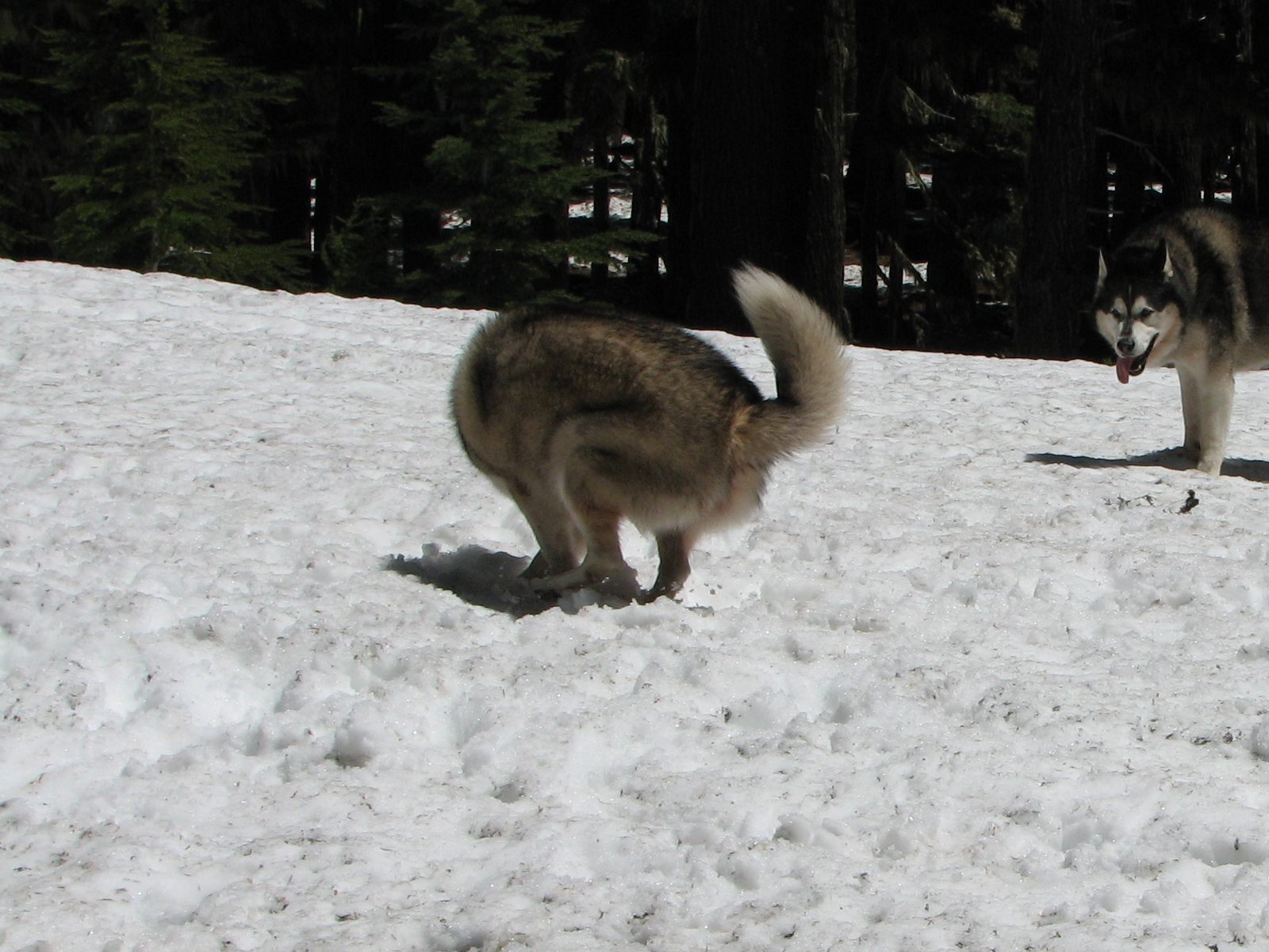 08_Rory_does_the_happy_snow_dance