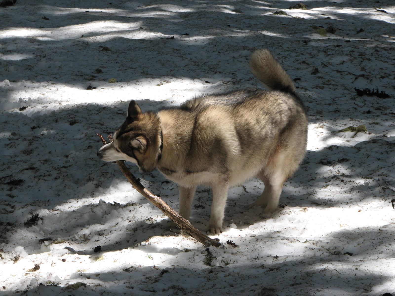 18_Rory_finds_a_stick_that_needs_chewing