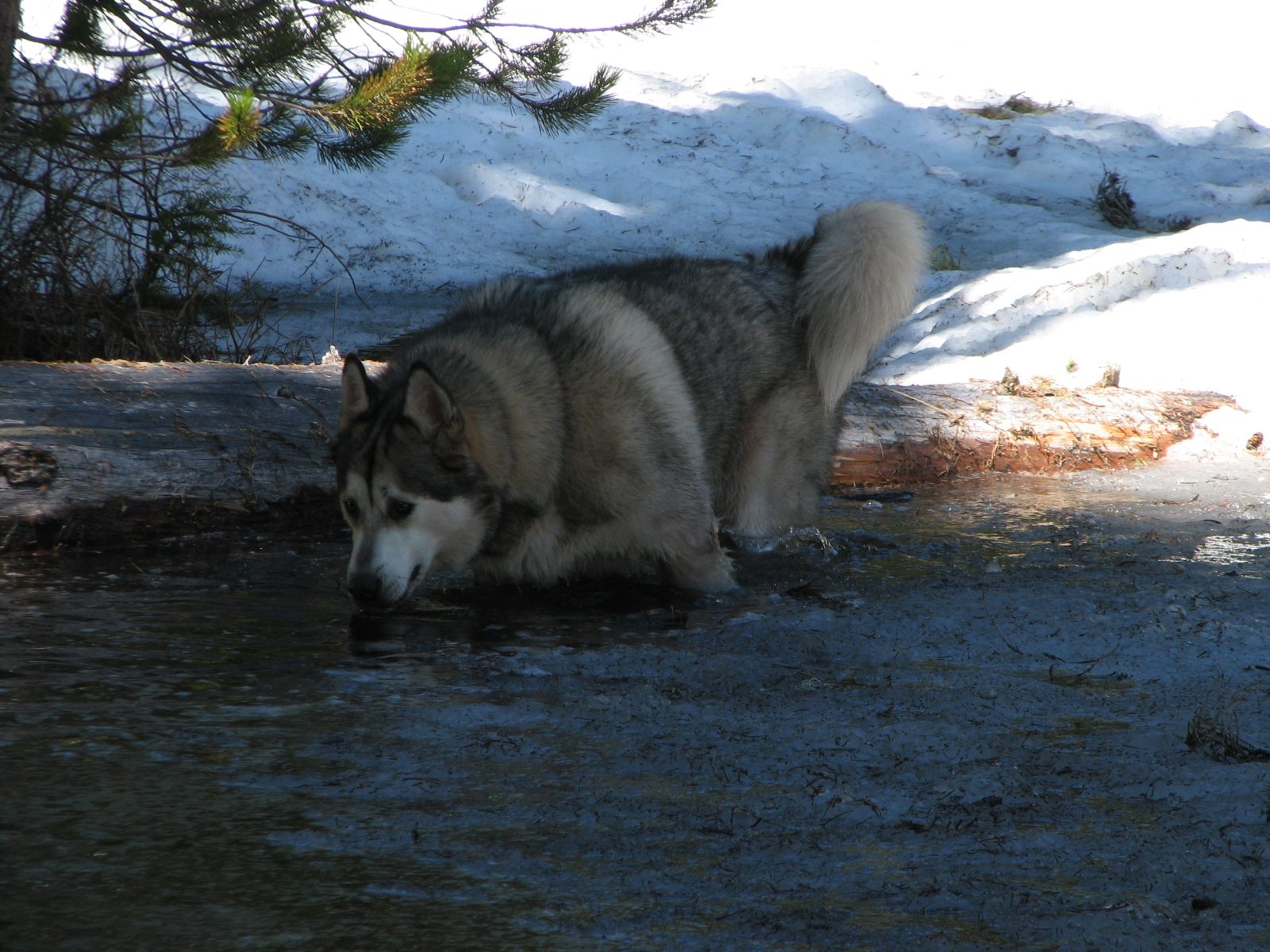 26_Princess_enjoys_fresh_cold_water