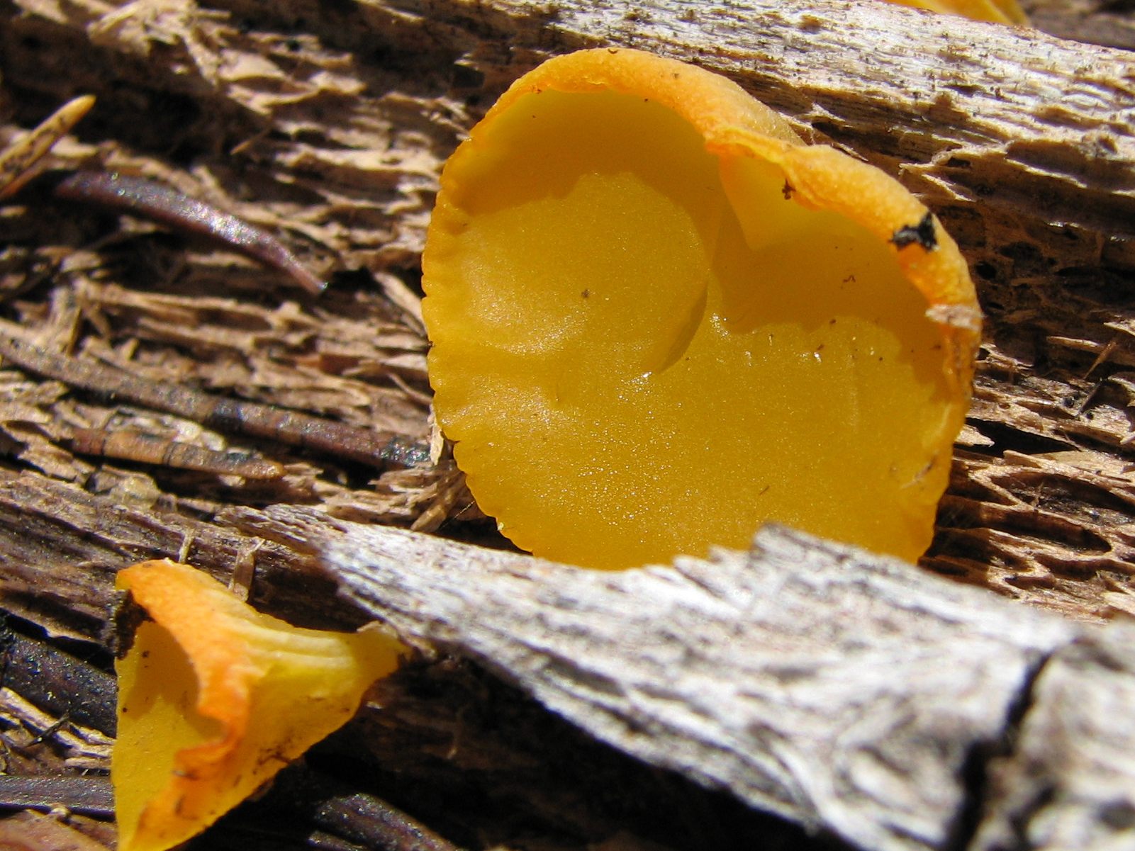 32_Orange_custrard_fungus-Possibly_Tremella_mesenterica