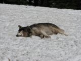 13 Tag becomes one with the snow