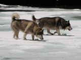 15 Tag and Rory walk on frozen pond