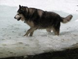 16 Tag discovers a thin spot in the ice