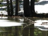 21 Mirror pond detail