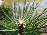 28 Chopped pine close-up