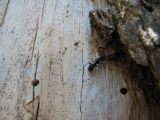 33 Carpenter ant at work