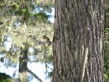 36 Tiny chipmunk 2