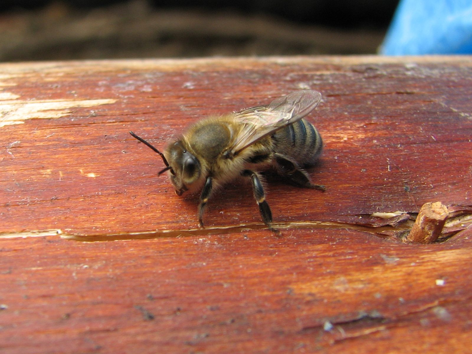 03_Resting_on_a_log